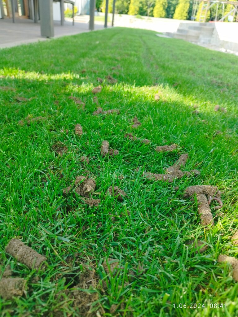 aeracja trawnika