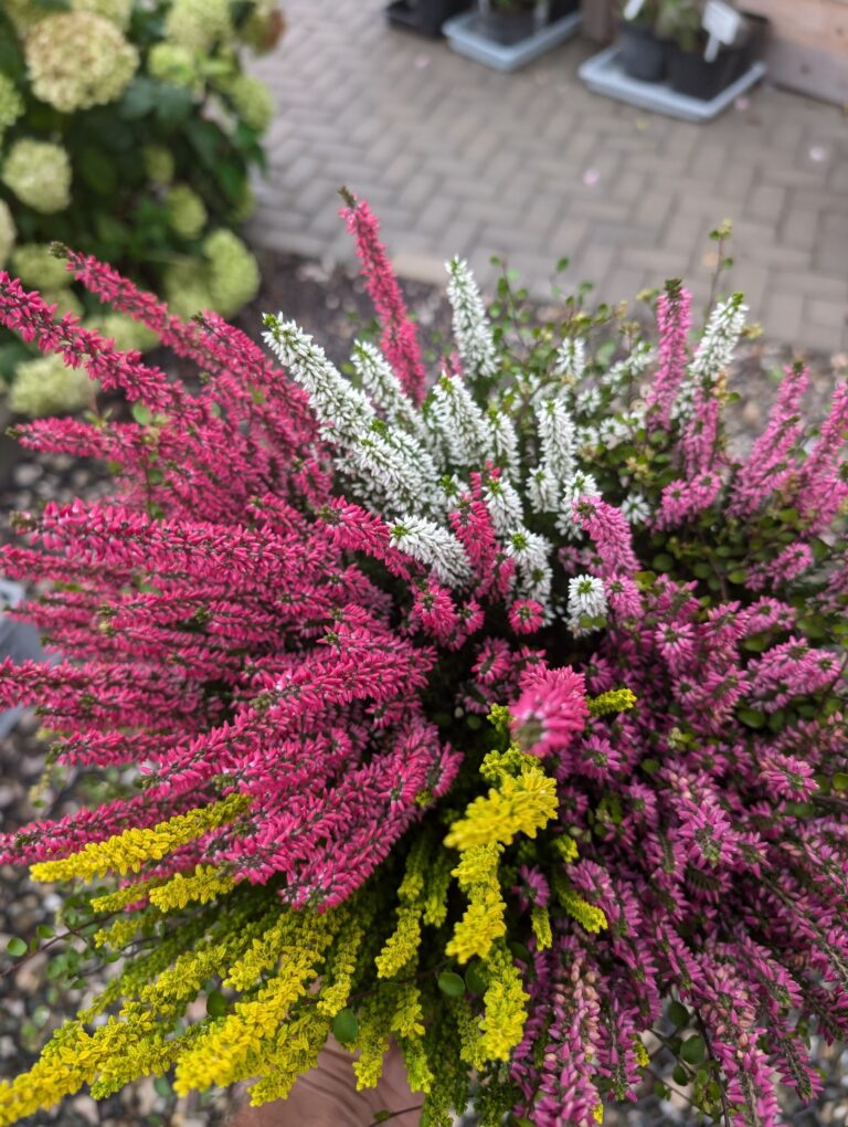 PXL_20240914_092839826